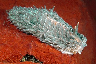 Shaggy Mouse Nudibranch (Aeolidia papillosa)