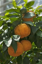 Ripe Bitter oranges (Citrus aurantium) on branch