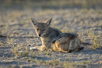Black-backed Jackal (Canis mesomelas) rests in the morning sun