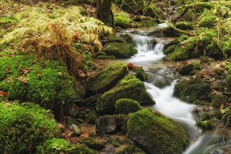 Wildbach stream in autumn