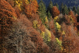 Autumnal mixed forest at Hoelltobel