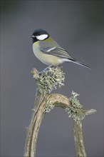 Great Tit (Parus major) perched on its song post