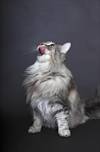 Maine Coon cat looking up