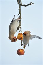 Bohemian Waxwings (Bombycilla garrulus) competing for food on an apple tree with overripe frozen apples in winter