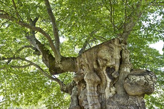 200 year old elm