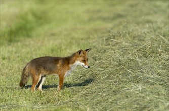 Red fox (Vulpes vulpes)