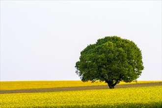 Tree in a Rape field (Brassica napus)