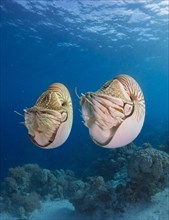 Palau Nautiluses (Nautilus belauensis)