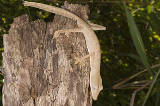 Lined Leaf-Tailed Gecko (Uroplatus lineatus)