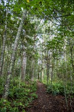 Path through Kauri Forest