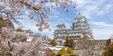 Blossoming cherry trees