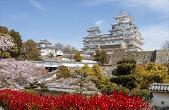 Blossoming cherry trees