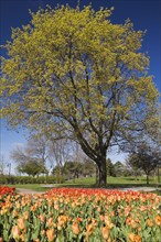 Bright orange and red tulip beds against a deciduous tree in a public garden