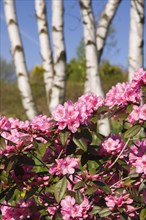 Pink Rhododendron flowers in a landscaped backyard garden at springtime