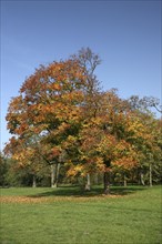 Autumn in the recreation area at Decksteiner Weiher lake