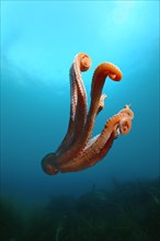 Giant Pacific octopus or North Pacific giant octopus (Enteroctopus dofleini)