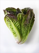 Fresh Mini Cos lettuce