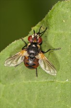 Parasitic Fly (Gymnosoma nudifrons) Untergroeningen