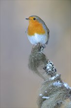 European Robin (Erithacus rubecula) perched on its song post
