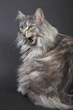 Maine Coon cat licking its mouth