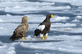 Steller's Sea Eagle (Haliaeetus pelagicus) and a White-tailed Eagle or Sea Eagle (Haliaeetus albicilla) perched on an ice floe