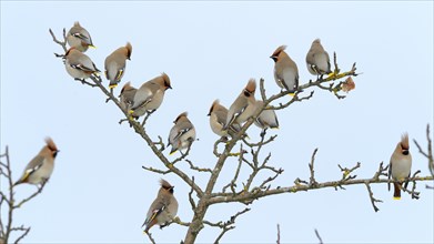 Flock of Bohemian Waxwings (Bombycilla garrulus) resting on an apple tree
