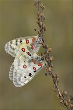Apollo Butterflies (Parnassius apollo)