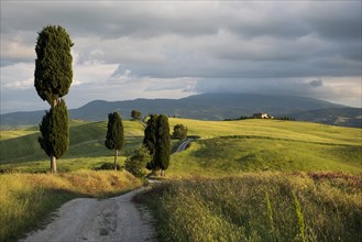 Landscape with dirt road and cypresses