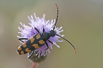 Capricorn beetle (Strangalia attenuata)