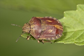 Shield Bug species (Eurygaster testudinaria)