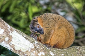 Collared Brown Lemur (Eulemur collaris)