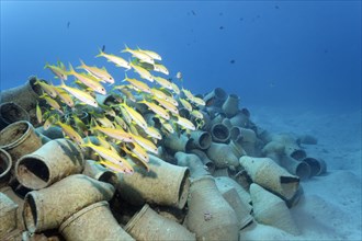 School of Yellowfin goatfish (Mulloides vanicolensis) over amphora