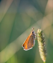Small Skipper (Thymelicus sylvestris) on a blade of grass