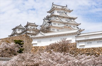 Blossoming cherry trees