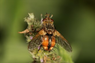 Parasitic fly