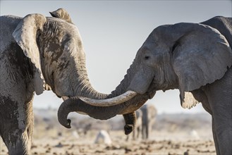African elephants (Loxodonta africana) communicate at a waterhole