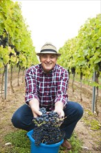 Winemaker or vintner harvesting grapes in his vineyard