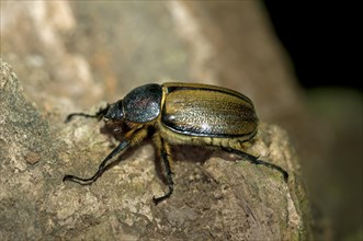 Scarab beetle (Scarabaeidae)