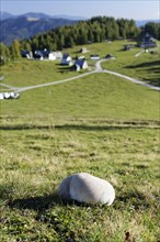 Mosaic puffball (Utriforme Lycoperdon) on a pasture