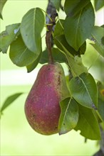 Organic pear on the tree