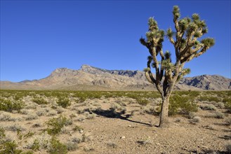 Mojave desert with Joshua tree (Yucca brevifolia)