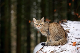 Wildcat (Felis silvestris)