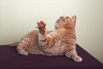 Ginger British Shorthair cat looking up