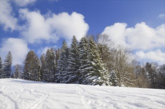 Skiing tracks in a snow-covered winter landscape