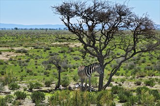 Plains Zebras (Equus quagga)