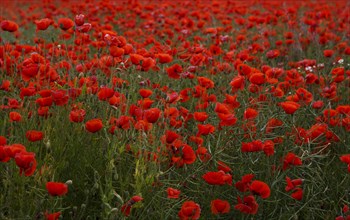 Poppy field in full bloom
