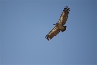 Griffon Vulture (Gyps fulvus) in flight