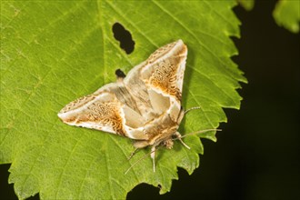 Buff Arches moth (Habrosyne pyritoides)