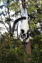 Black-and-White Ruffed Lemur (Varecia variegata)