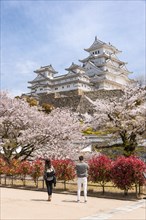 Blossoming cherry trees